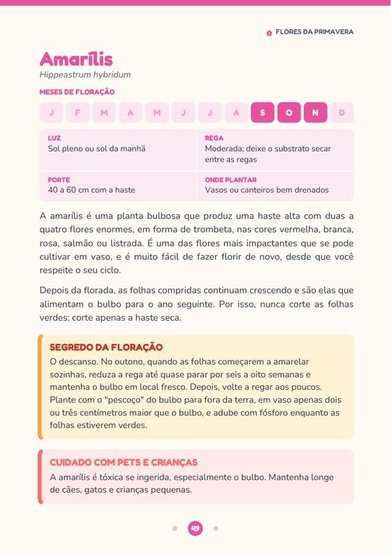 Ficha da amarílis, com meses de floração, luz, rega e o segredo da floração